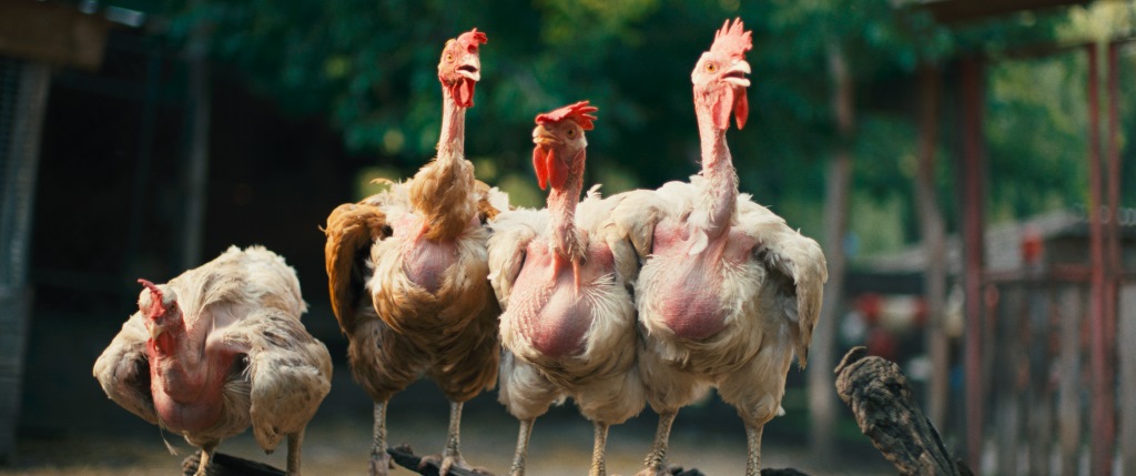 Hen, la gallina che sfidò il destino