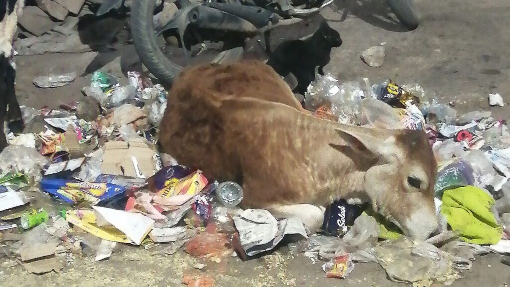 Alla periferia di Jaipur, nel Rajasthan, il contrasto tra deificazione dell'animale e realtà: la mucca è sdraiiata in mezzo ai rifiuti
