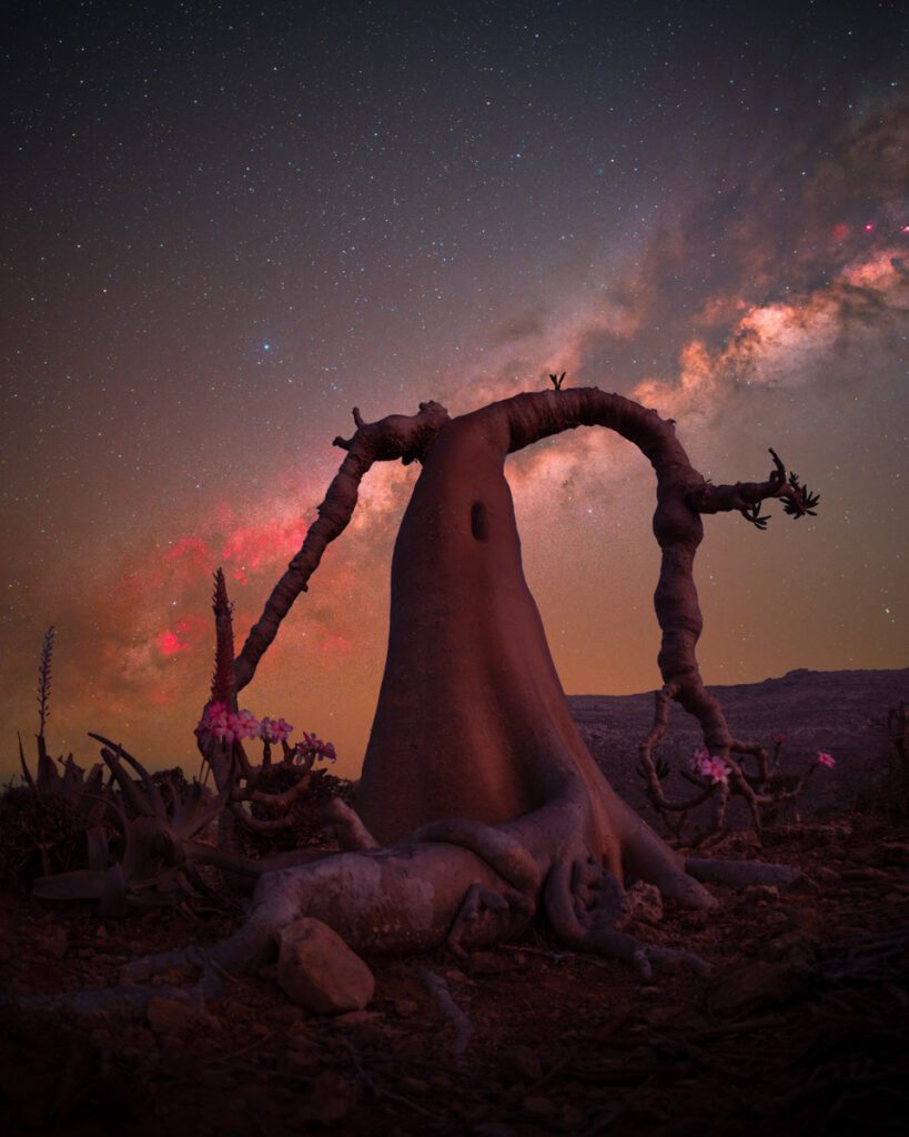 Queen-Bottle-Tree.-©-Benjamin-Barakat-vincitore-The-Lone-Tree-Award-2025