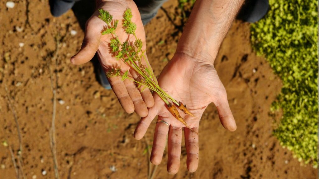 Cinque tendenze globali per la sostenibilità che dovete conoscere: due mano vicino al suolo con una piantina