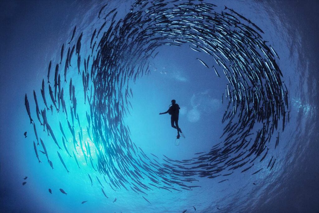 Sette mostre da non perdere nel 2026: un anello di barracuda circonda la subacquea Dinah Halstead nelle acque cristalline della Papua Nuova Guinea. Foto: David Doubile