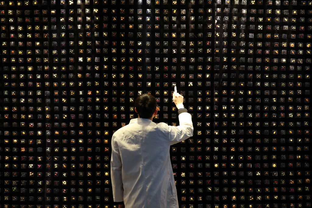 Campioni di semi nella Banca del germplasma del Kunming Institute of Botany, in Cina