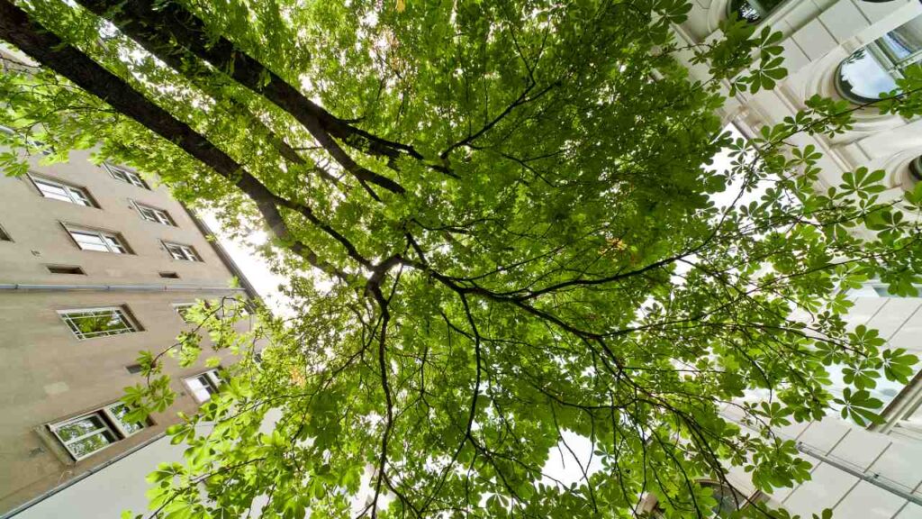 Cinque tendenze globali per la sostenibilità che dovete conoscere: la chioma di un albero, vista da sotto, accanto a un palazzo