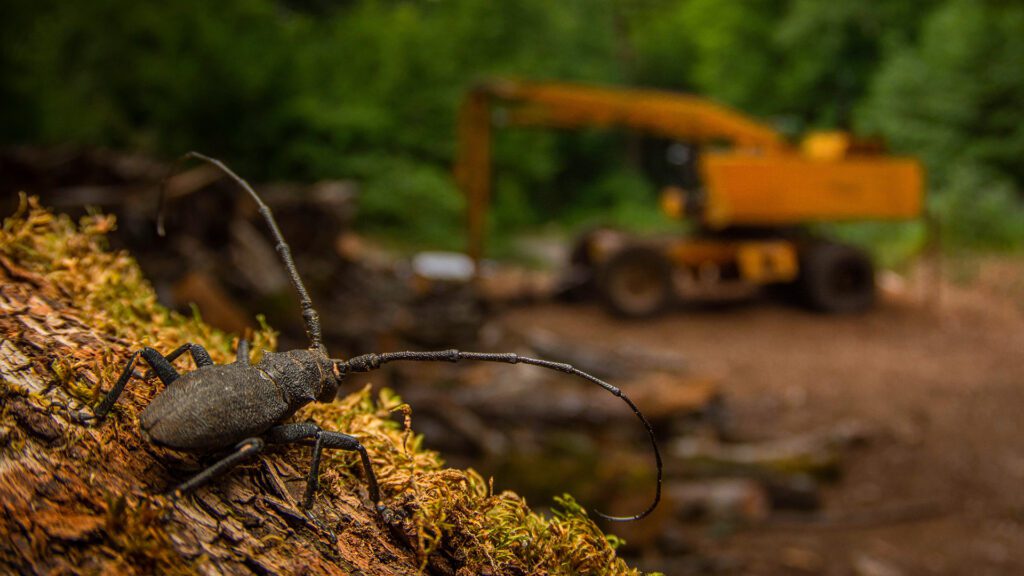 "After the distruction", lo scatto di Andrea Dominizi,che ritrae un coleottero in prima piano, sullo sfondo di una macchina che disbosca