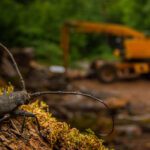 "After the distruction", lo scatto di Andrea Dominizi,che ritrae un coleottero in prima piano, sullo sfondo di una macchina che disbosca