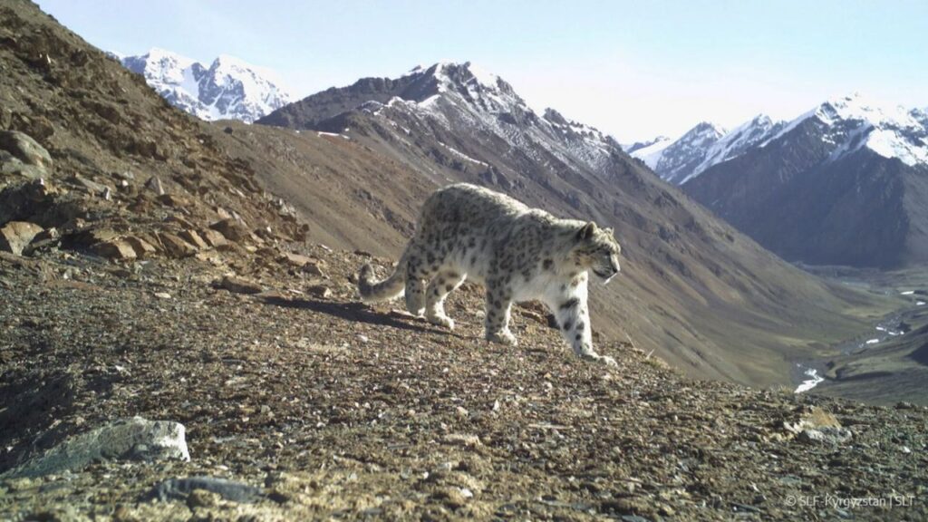 Il leopardo delle nevi, la sentinella del clima sui tetti del mondo: un esemplare 