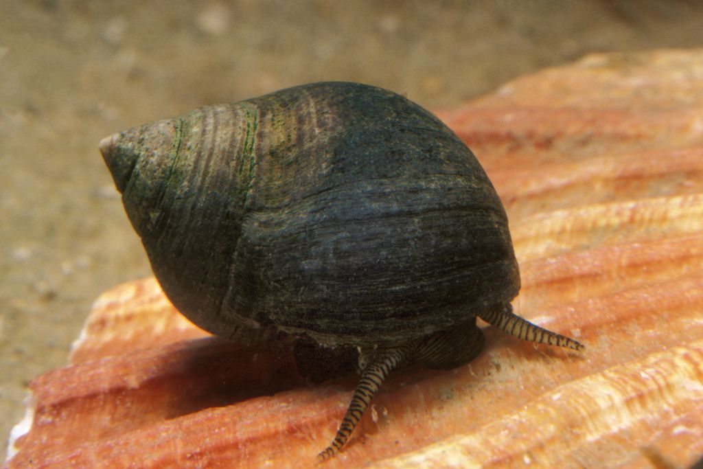 Take five: le specie sentinella: LIttorina littorea 