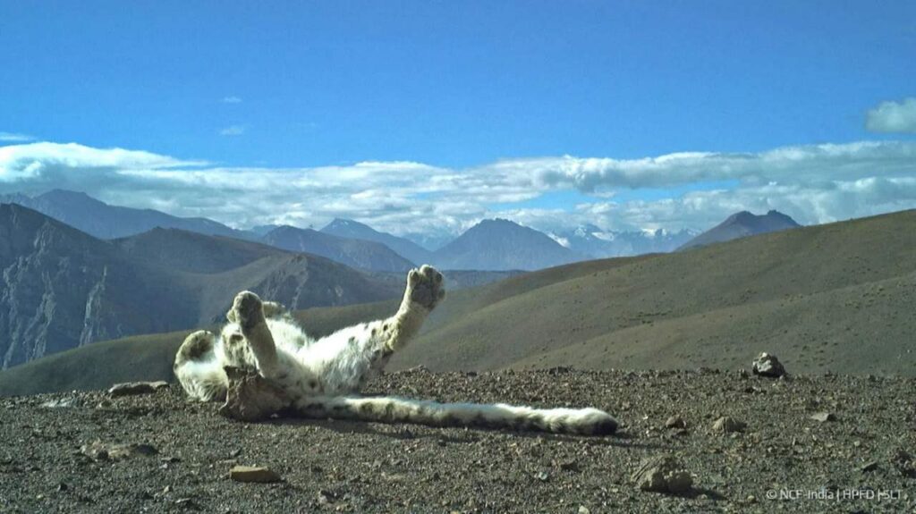 La coda lunga e le zampe grosse sono adattamenti alla vita tra le rocce e i ghiacci Fonte SLCF-Mongolia Snow Leopard Trust: un esemplare mostra le zampe e la coda
