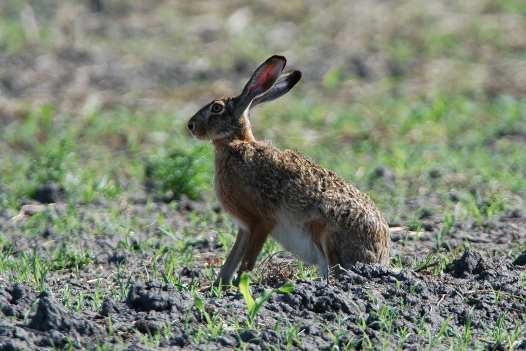 Take five: le specie sentinella, un esemplare di Lepus europaeus