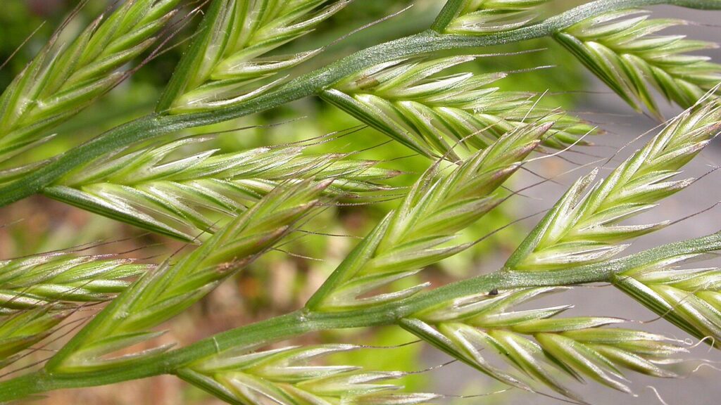 Take five: le specie sentinella, il Lolium multiflorum