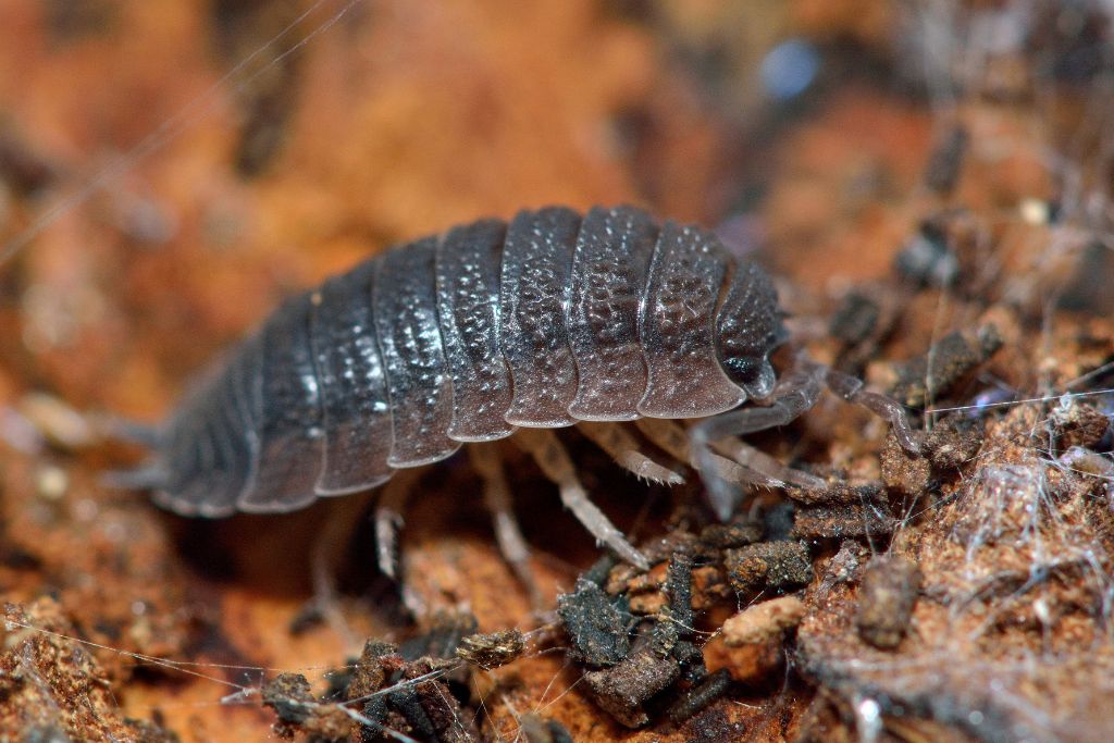 Take five: le specie sentinella, un esemplare di Porcellio scaber