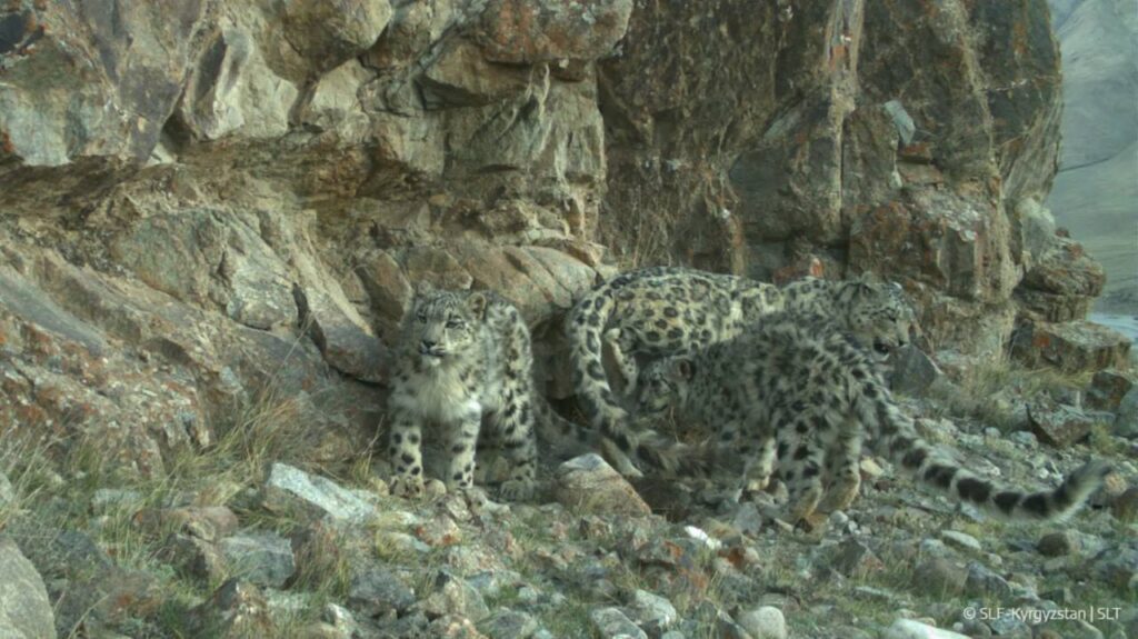 Il leopardo delle nevi, la sentinella del clima sui tetti del mondo: Una femmina con due cuccioli