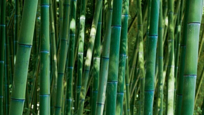 Bambù del labirinto: Phyllostachys Edulis