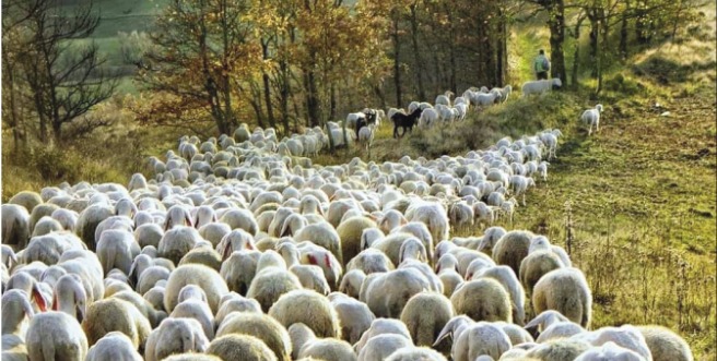 Il cammino dei ribelli: un gregge di pecore nel bosco