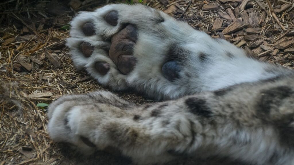 Il leopardo delle nevi, la sentinella del clima sui tetti del mondo: inquadratura ravvicinata delle zampe