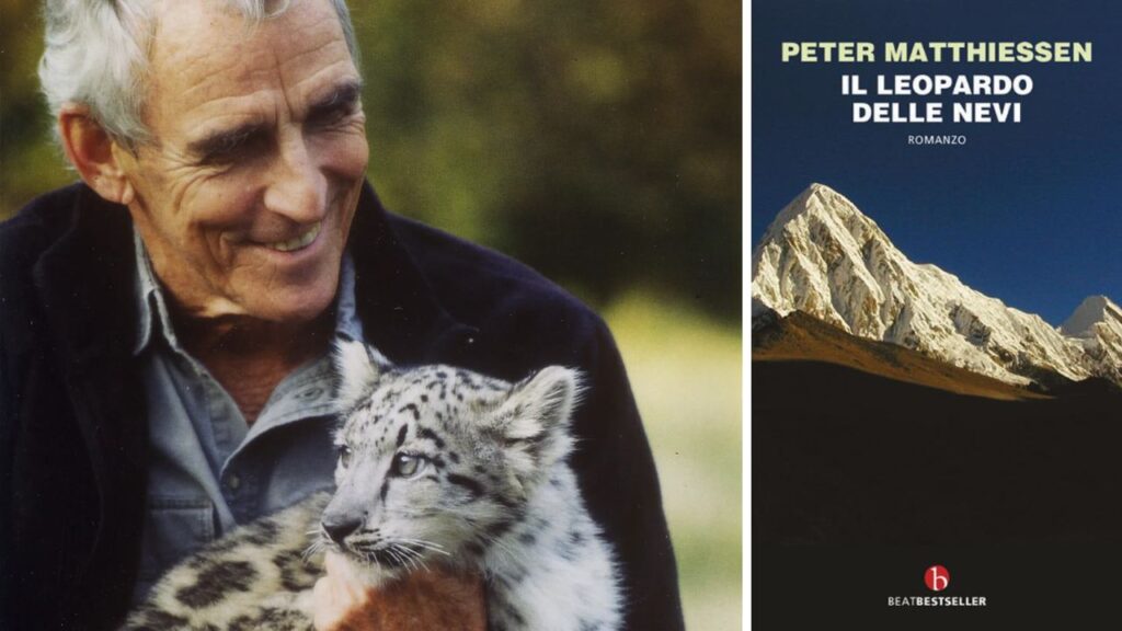 Il leopardo delle nevi, la sentinella del clima sui tetti del mondo: 