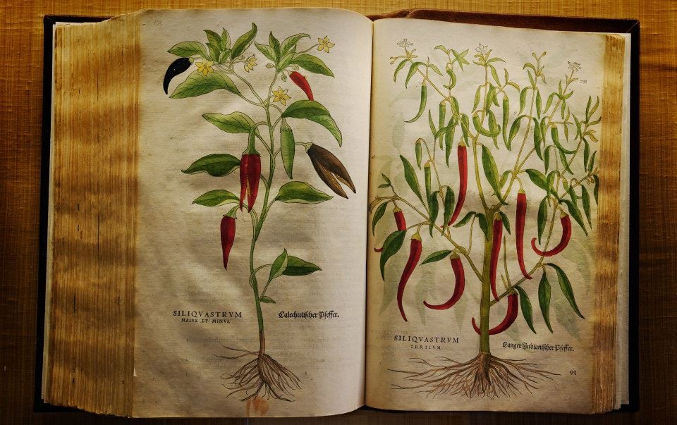 antico libro di botanica presso Aboca Museum