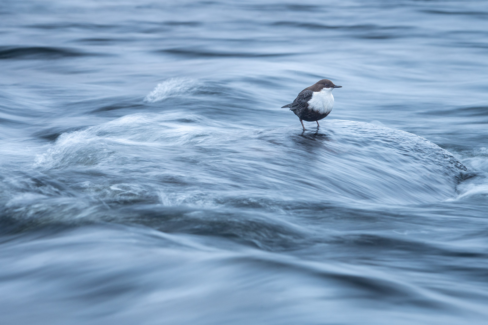 Merlo acquaiolo, finlandia. Foto: Andrea Zampatti