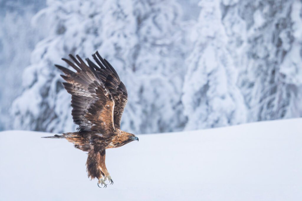Aquila reale in volo, Finlandia. Foto: Andrea Zampatti