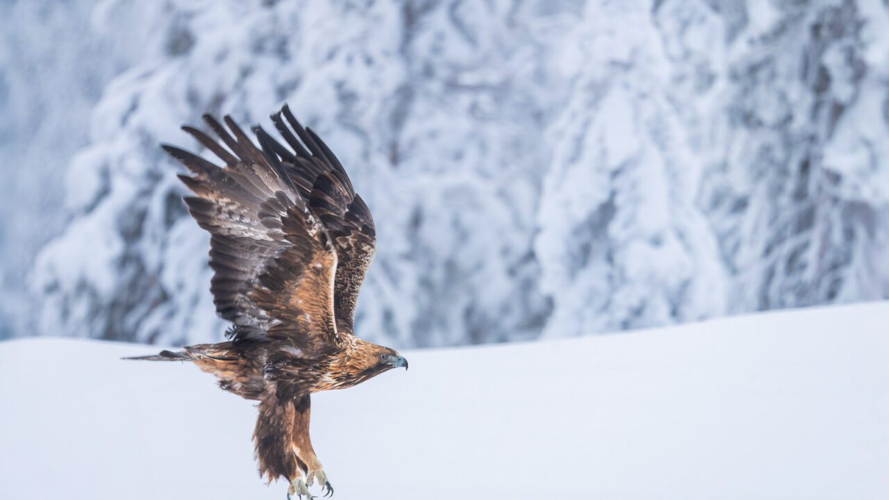 Aquila reale in volo, Finlandia. Foto: Andrea Zampatti