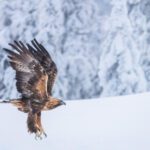 Aquila reale in volo, Finlandia. Foto: Andrea Zampatti