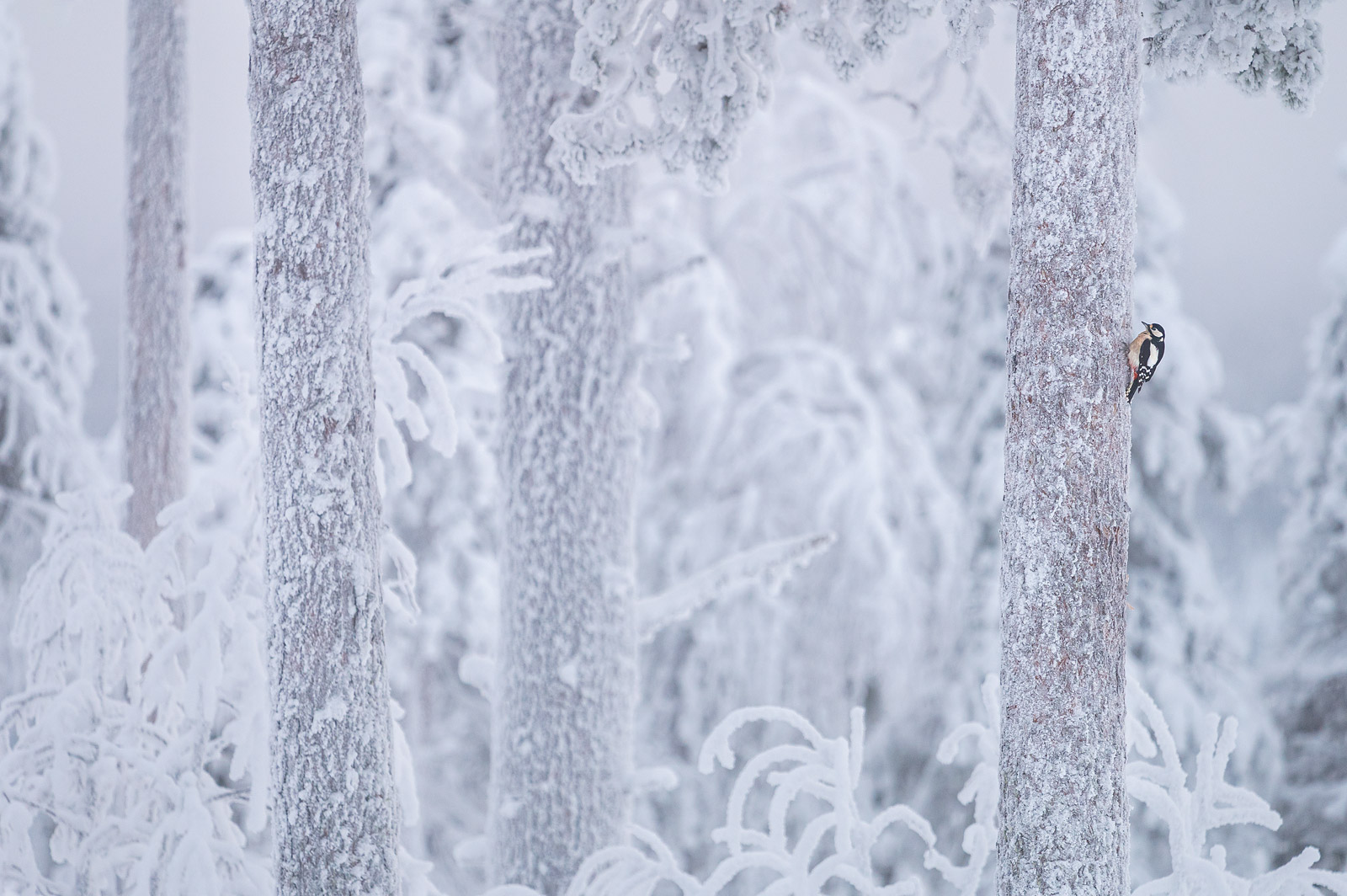 Picchio rosso maggiore, in Finlandia. Foto: Andrea Zampatti