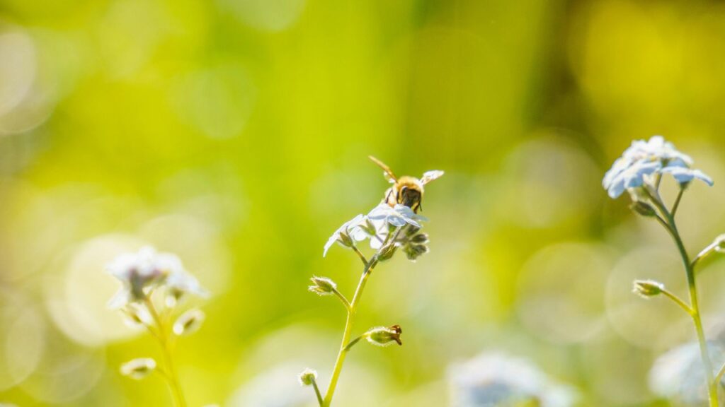ape che impollina
