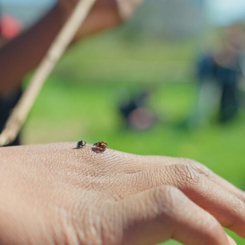 una coccinella