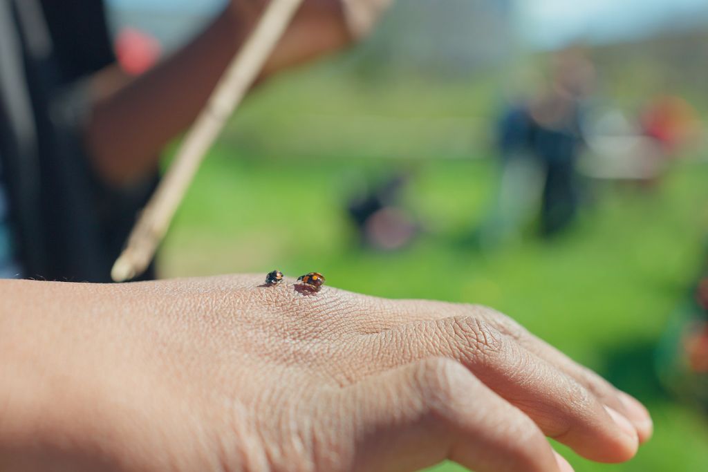 una coccinella