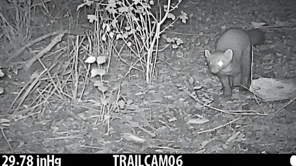 Una martora "catturata" dalle fototrappole