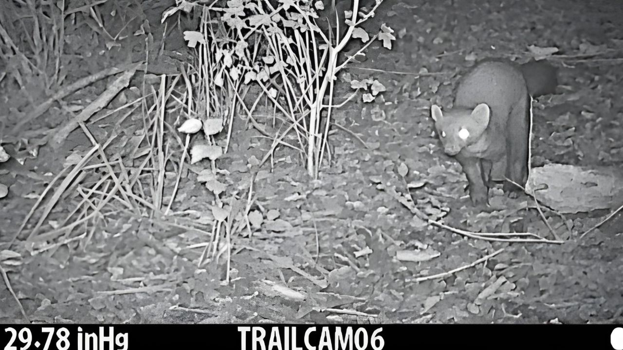 Una martora "catturata" dalle fototrappole