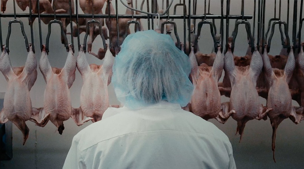 Produzione di pollame. Da "How to feed the planet" (Italia, 2026)