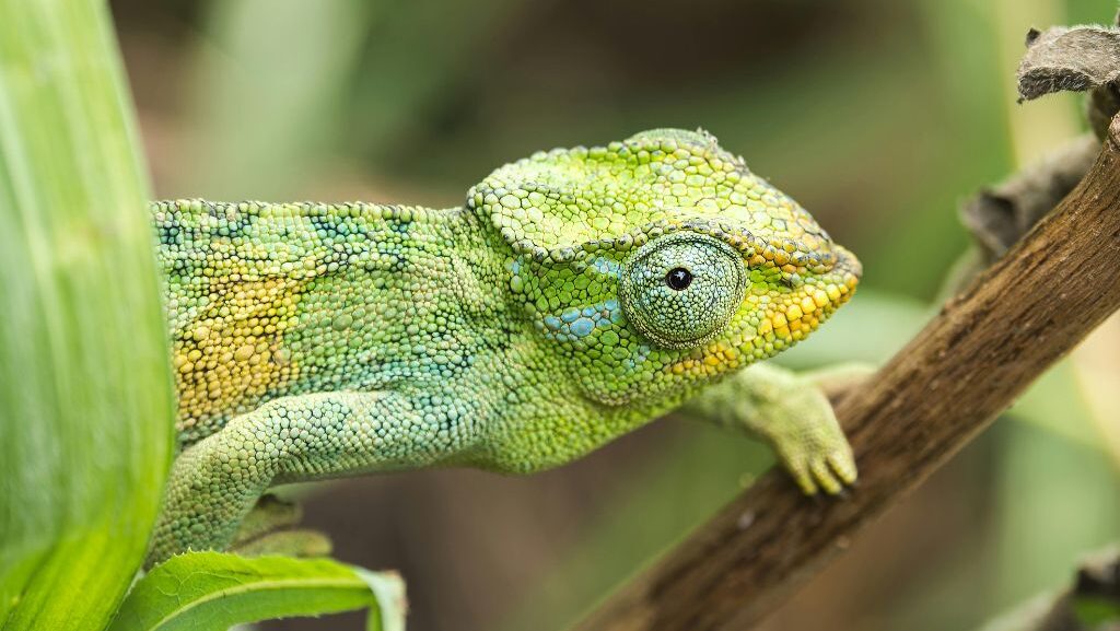 Un camaleonte, simbolo dell'adattamento, poggiato su un ramo
