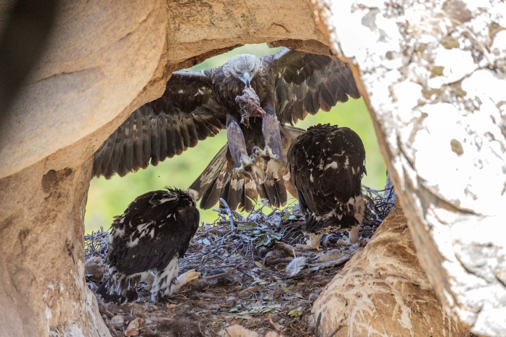 Aquila Reale. Foto: Domenico Ruiu