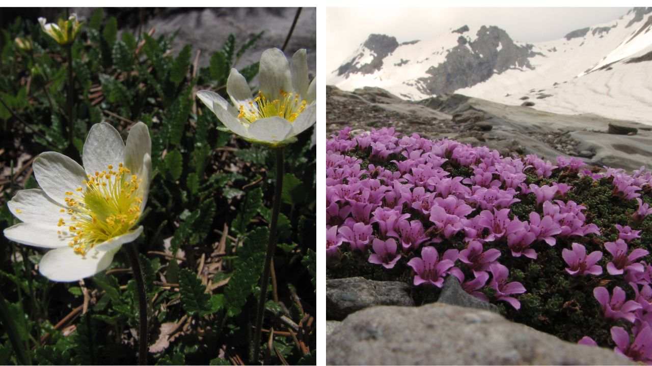Due fiori presnti sui ghiacciai: Dryas octopetala e Sax oppositifoglia Trobio. Foto: Muse