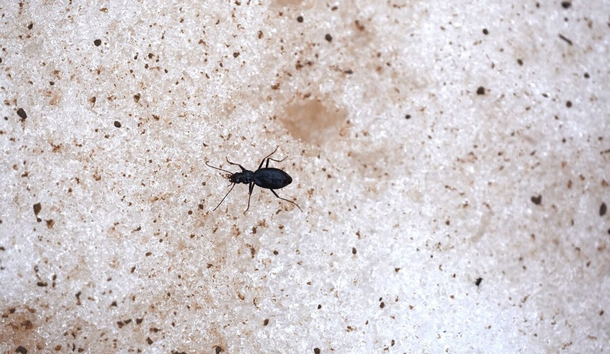 Nebria germarii_Foto: Fabio Pupin