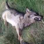 lupo avvelenato Alfedena Wwf