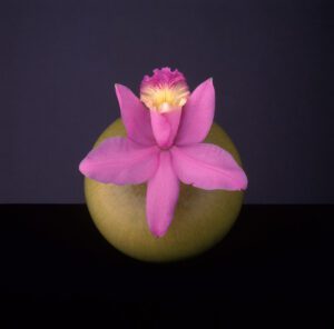 Orchid, 1987 © Robert Mapplethorpe Foundation. Used by permission