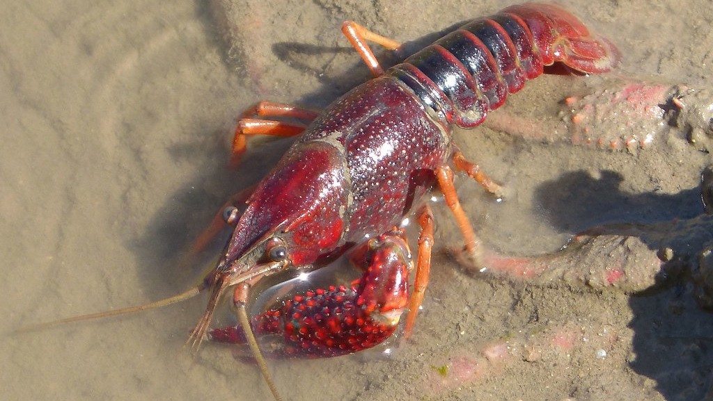 Il gambero rosso killer