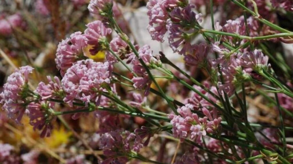 Asperula crassifolia