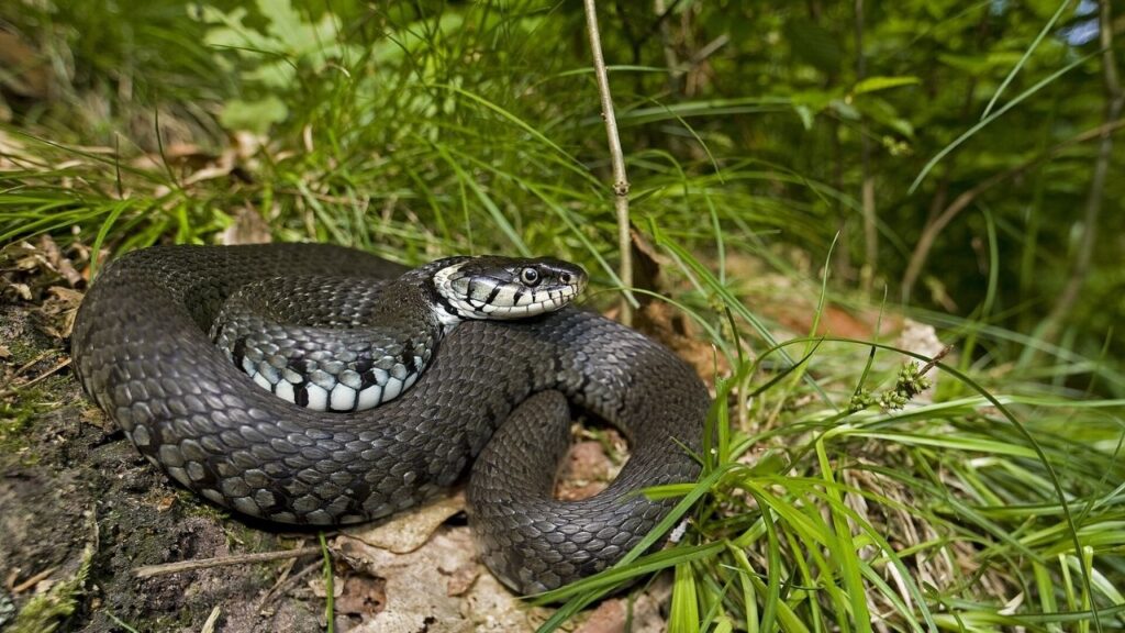 Natrix Helvetica