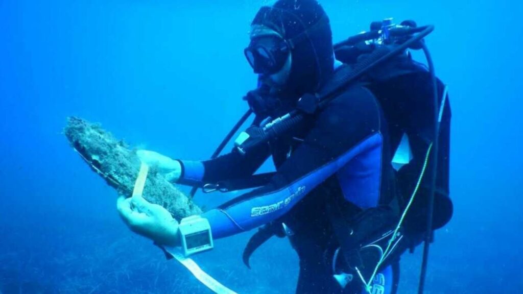 Pinna Nobilis