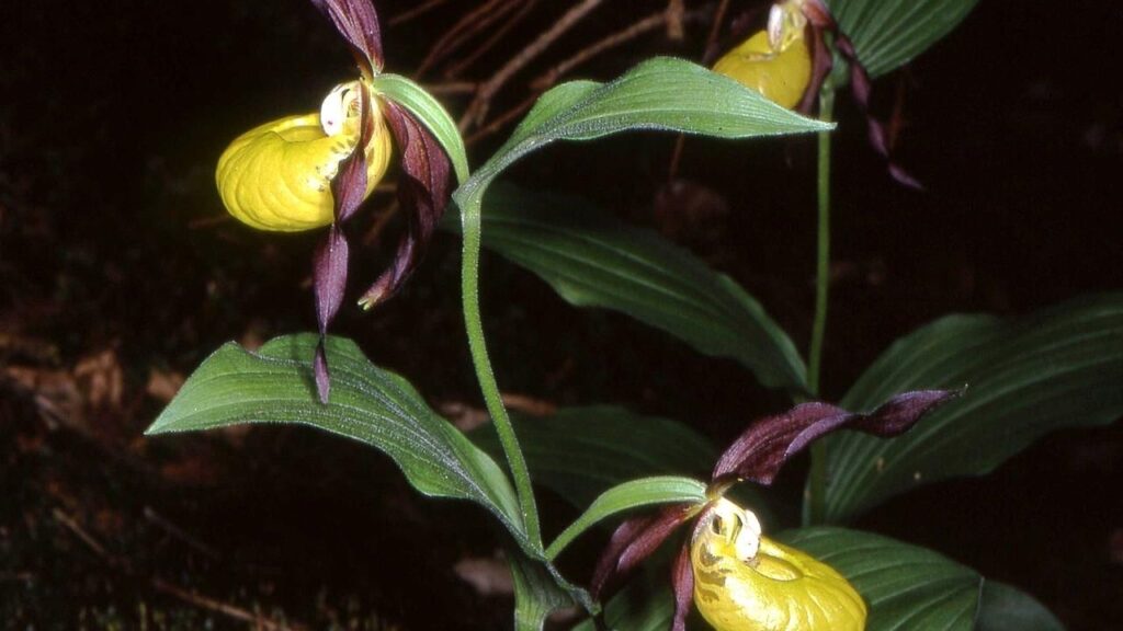 L'orchidea Scarpetta di Venere