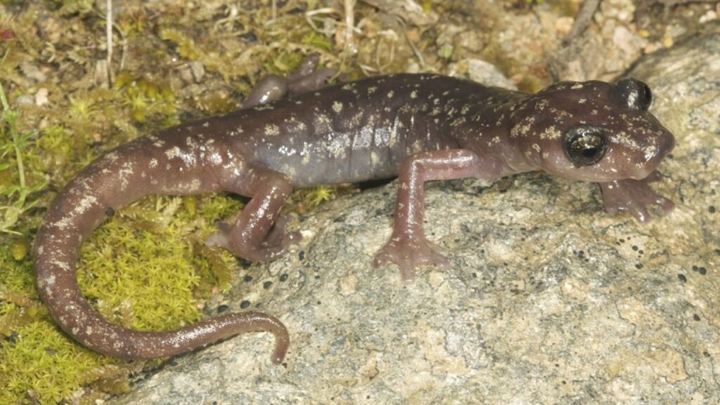 Geotritone del Sarrabus