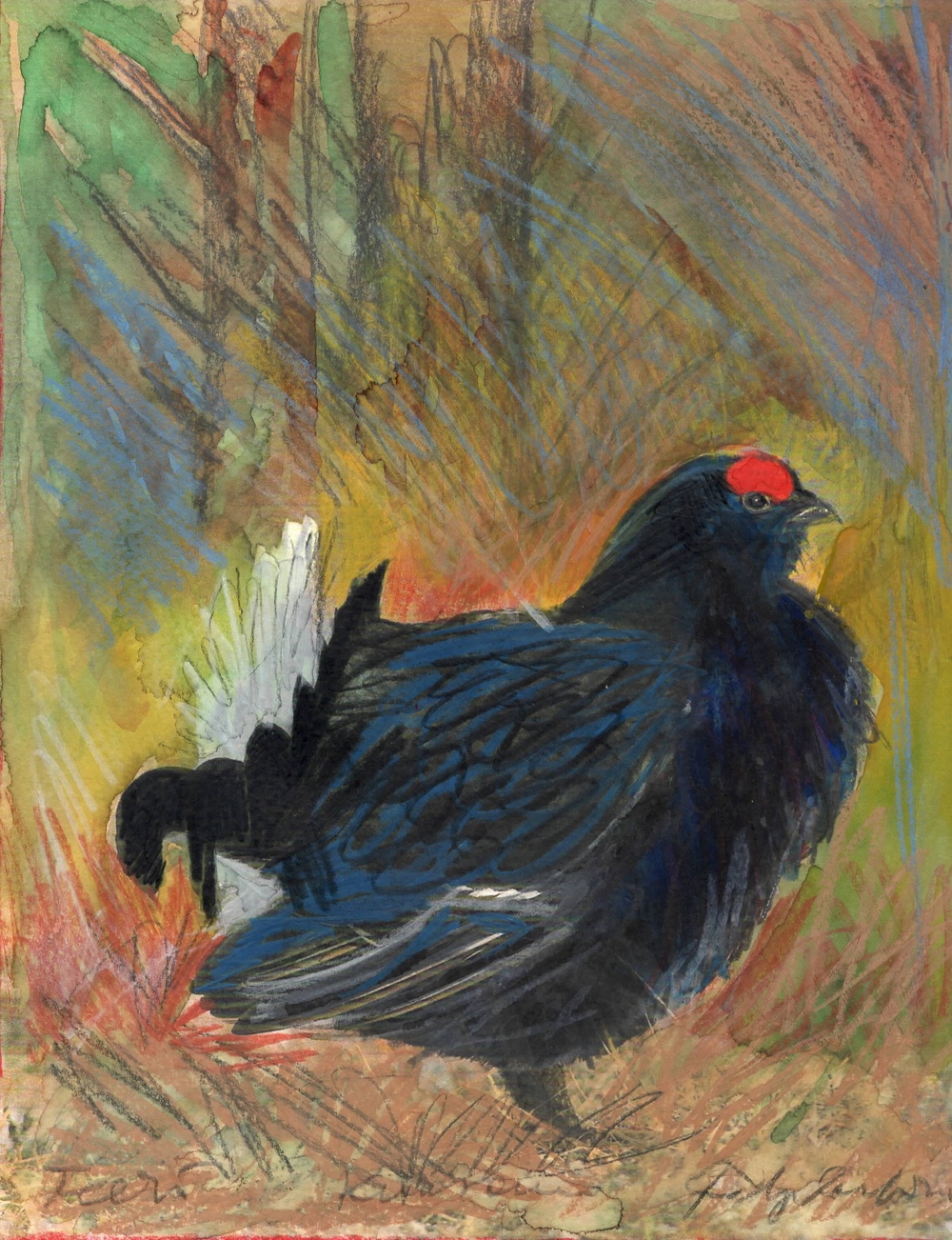 Il fagiano di monte disegnato da Fabrizio Carbone