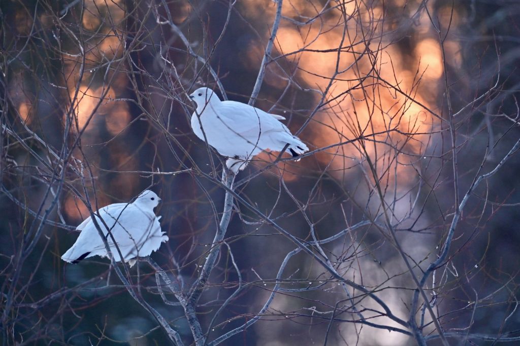 Pernice bianca. Foto: Carlo Sassetti