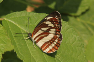 farfalla licena