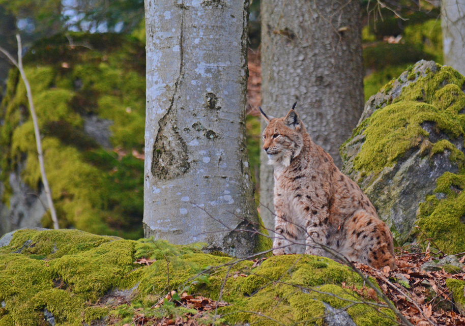 Un bellissimo esemplare di lince osservato nel suo ambiente naturale durante i monitoraggi svolti dal team del Progetto Lince Italia. [Foto: Renato Pontarini]