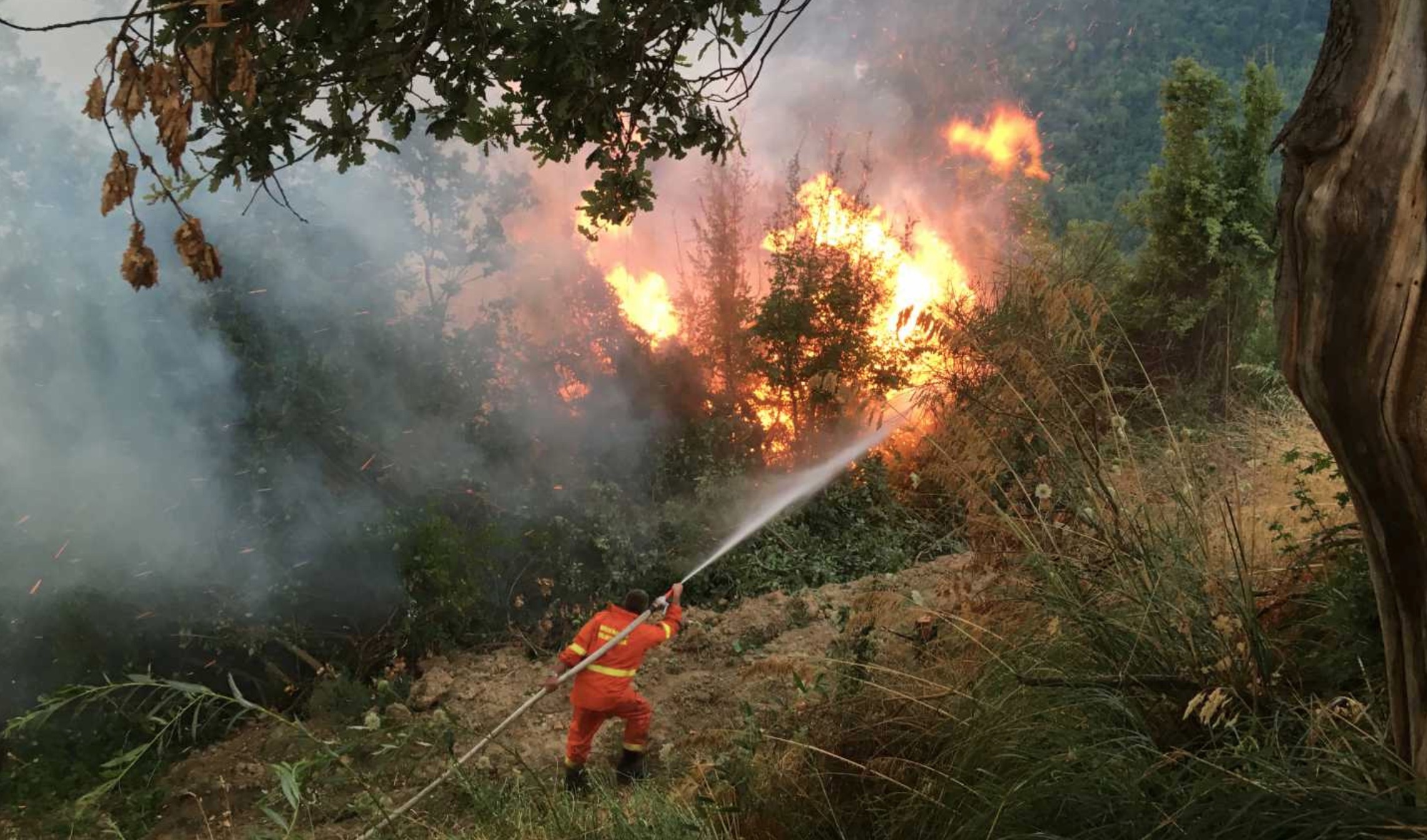 Nella poetica di Eleonora Rimolo è presente anche il tema degli incendi boschivi