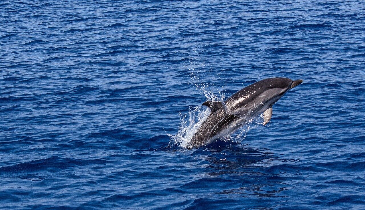 Delfini nel Mediterraneo